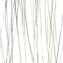 bear grass lite